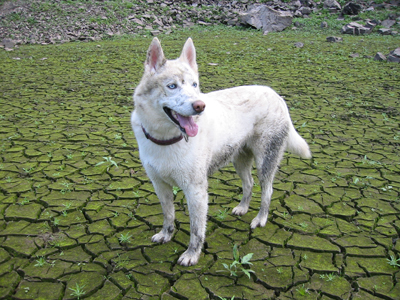 Aisha im trockenen Edersee, ca. 1 KM flu&szlig;abw&auml;rts Asel-S&uuml;d